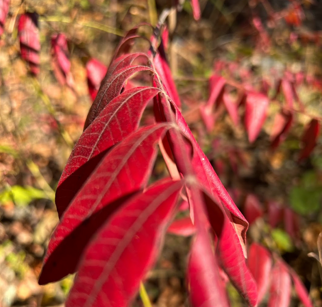 Outdoorsy October